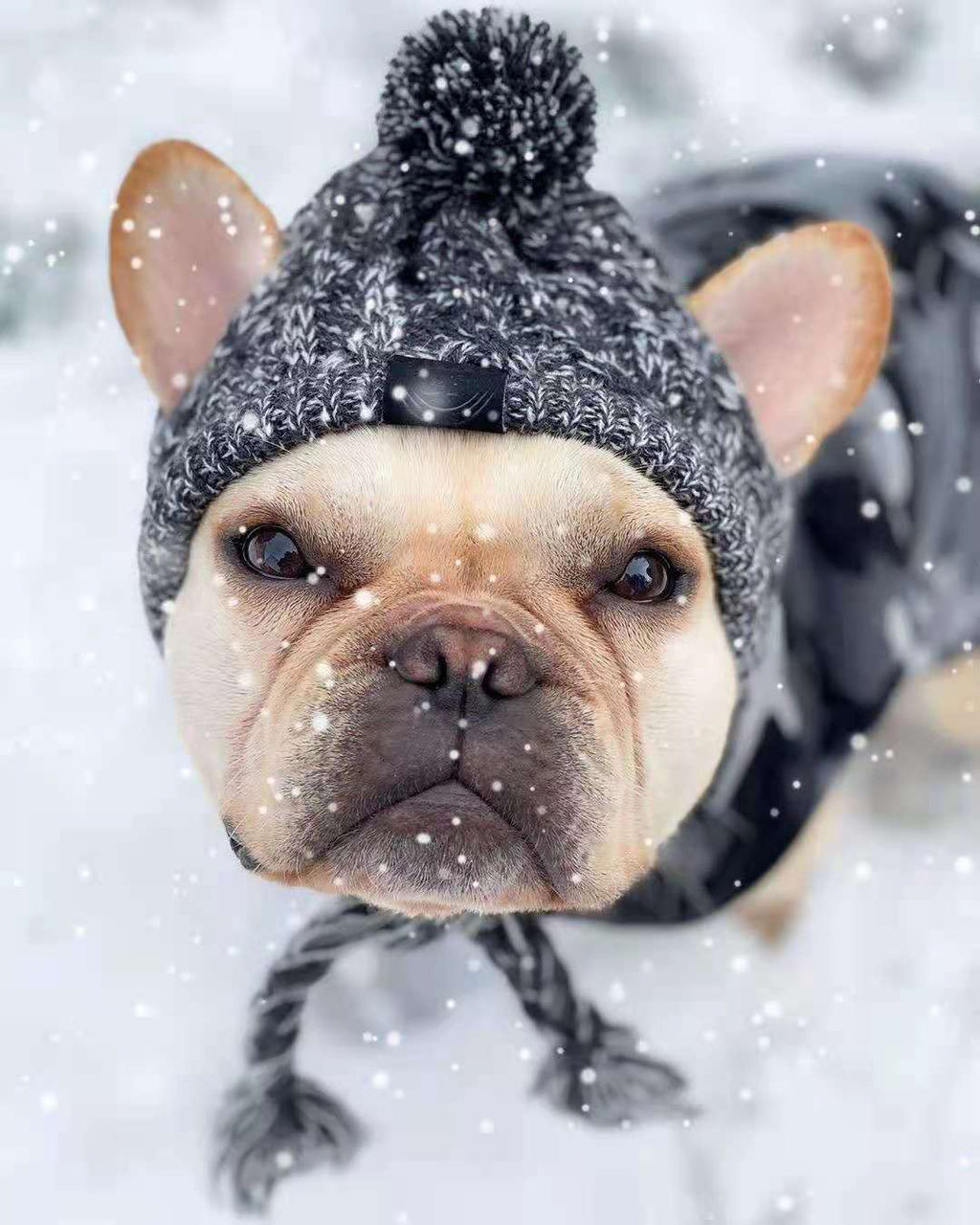Meravo™ Cozy Pom-Pom Pet Beanie